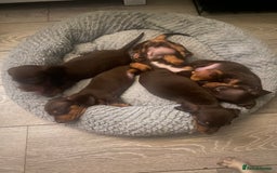 Dachshund dogs for sale: Minature dashounds boys  - Image 3