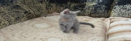 Russian Blue cats for sale: Ready Now TICA full pedigree RUSSIAN BLUE kittens  - Advert 6
