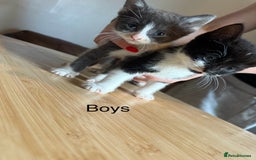 Mixed Breed cats for sale: 4 playful tuxedo kittens for sale - Image 6