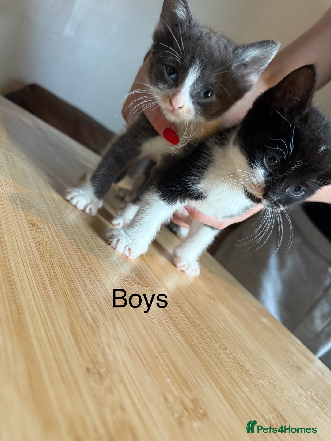 Mixed Breed cats for sale: 4 playful tuxedo kittens for sale - Image 6