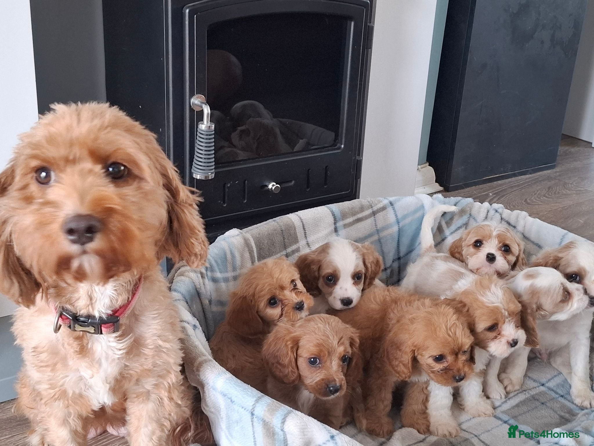 Cavapoo dogs Cavapoo flb  - Advert 11