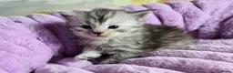 Maine Coon cats for sale: Stunning Maine Coon kittens - Advert 22