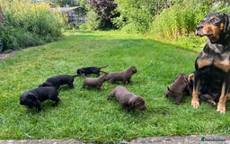 Mixed Breed dogs for sale: Vizlador x Weimaraner puppies - Image 28