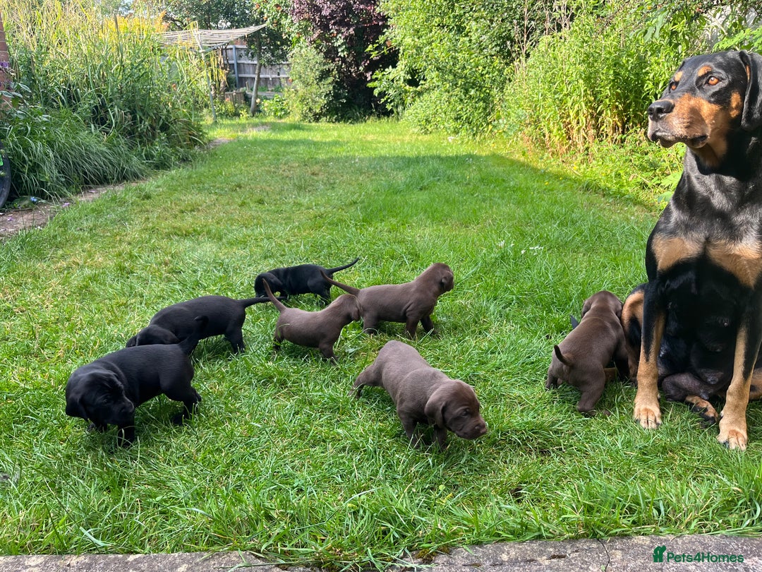 Mixed Breed dogs for sale: Vizlador x Weimaraner puppies - Image 28