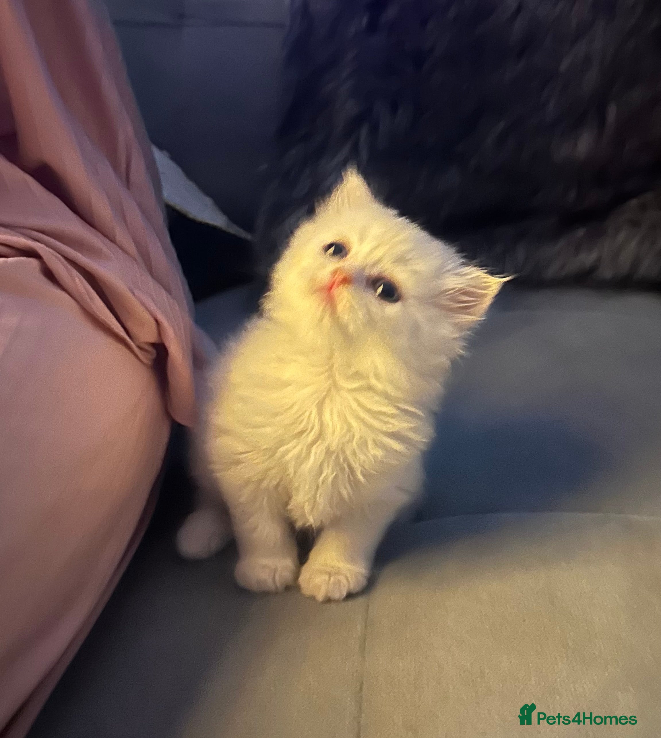 Persian cats Pure Persian long coat kitten’s - Advert 2