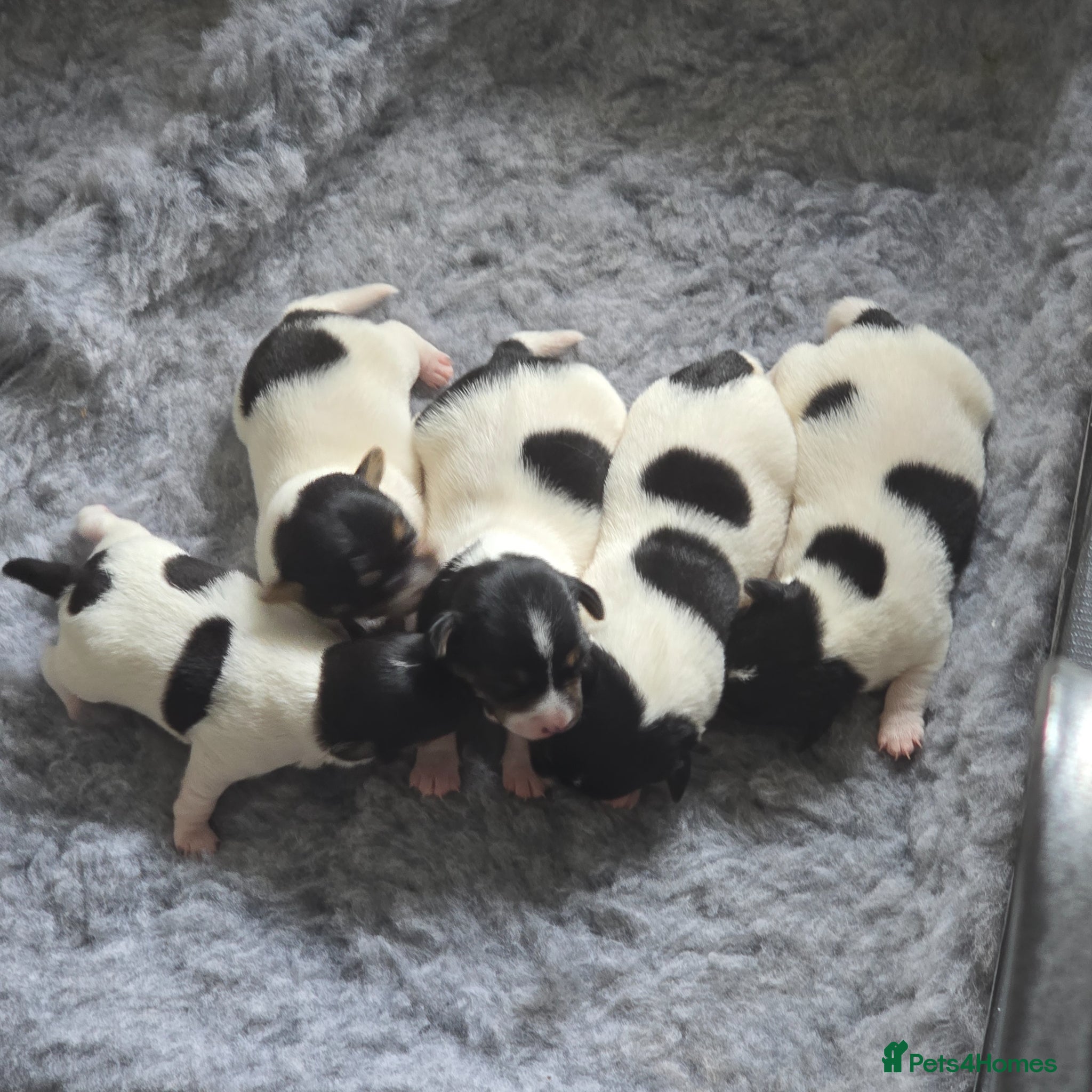 Jack Russell dogs Traditional short legged Jack Russell Puppies - Advert 1