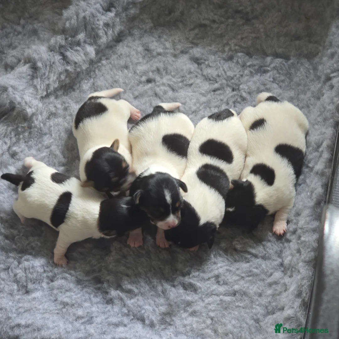 Jack Russell dogs for sale: Traditional short legged Jack Russell Puppies in Market Harborough - Advert 1