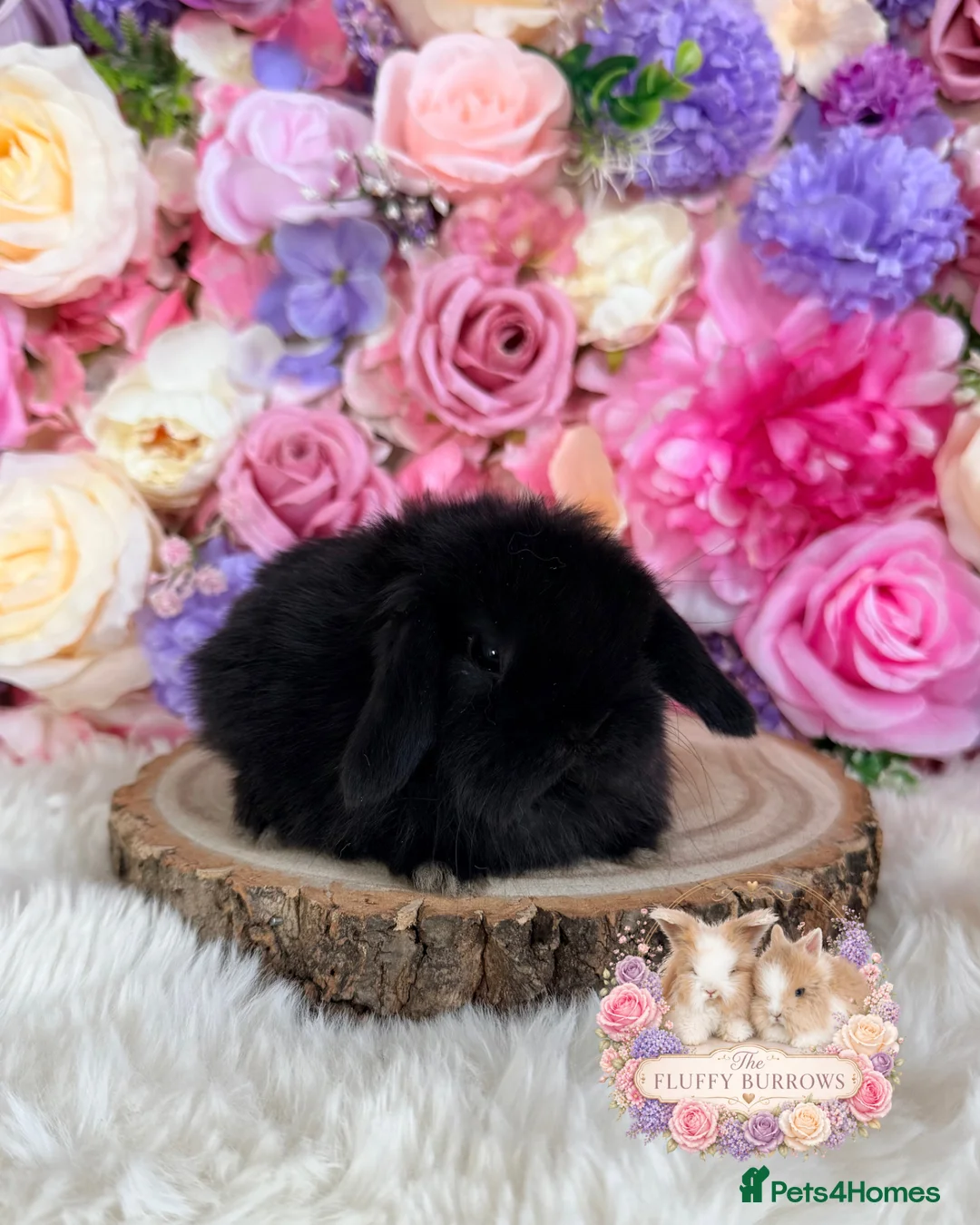 Mini Lop rabbits for sale: 🌸 VACCINATED MINI LOPS 🌸 xxx - Advert 2