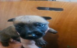 Belgian Shepherd Dog dogs for sale: Belgium Malinos shepard puppys - Image 11