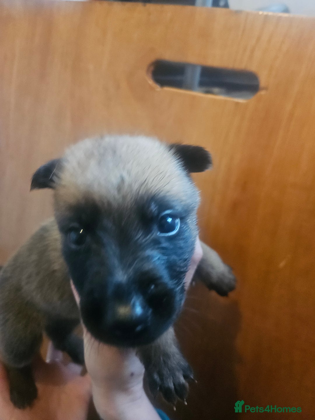 Belgian Shepherd Dog dogs for sale: Belgium Malinos shepard puppys - Image 11