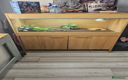 Leopard Gecko reptiles for sale: Leopard gecko  - Image 6