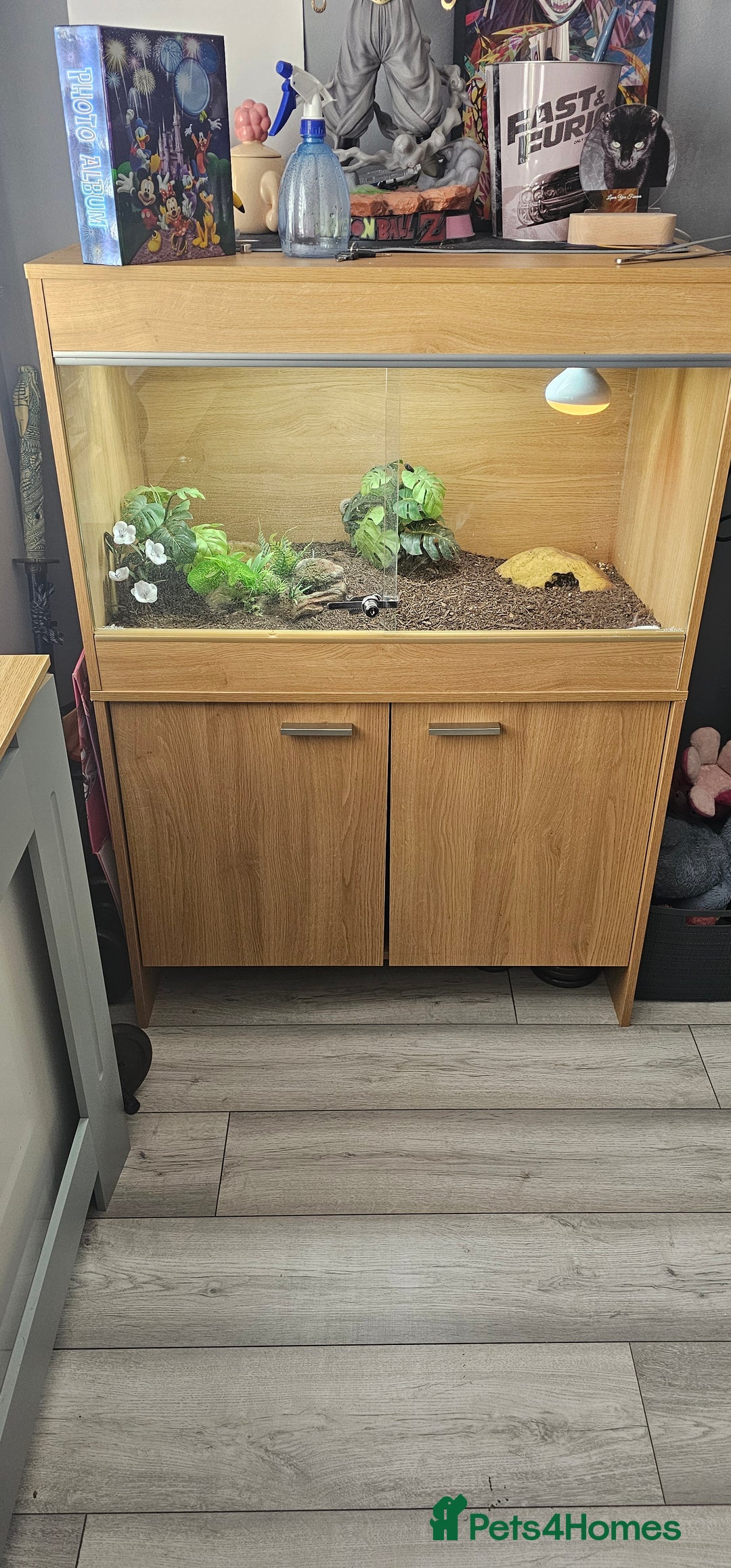 Leopard Gecko reptiles for sale: Leopard gecko  - Image 6