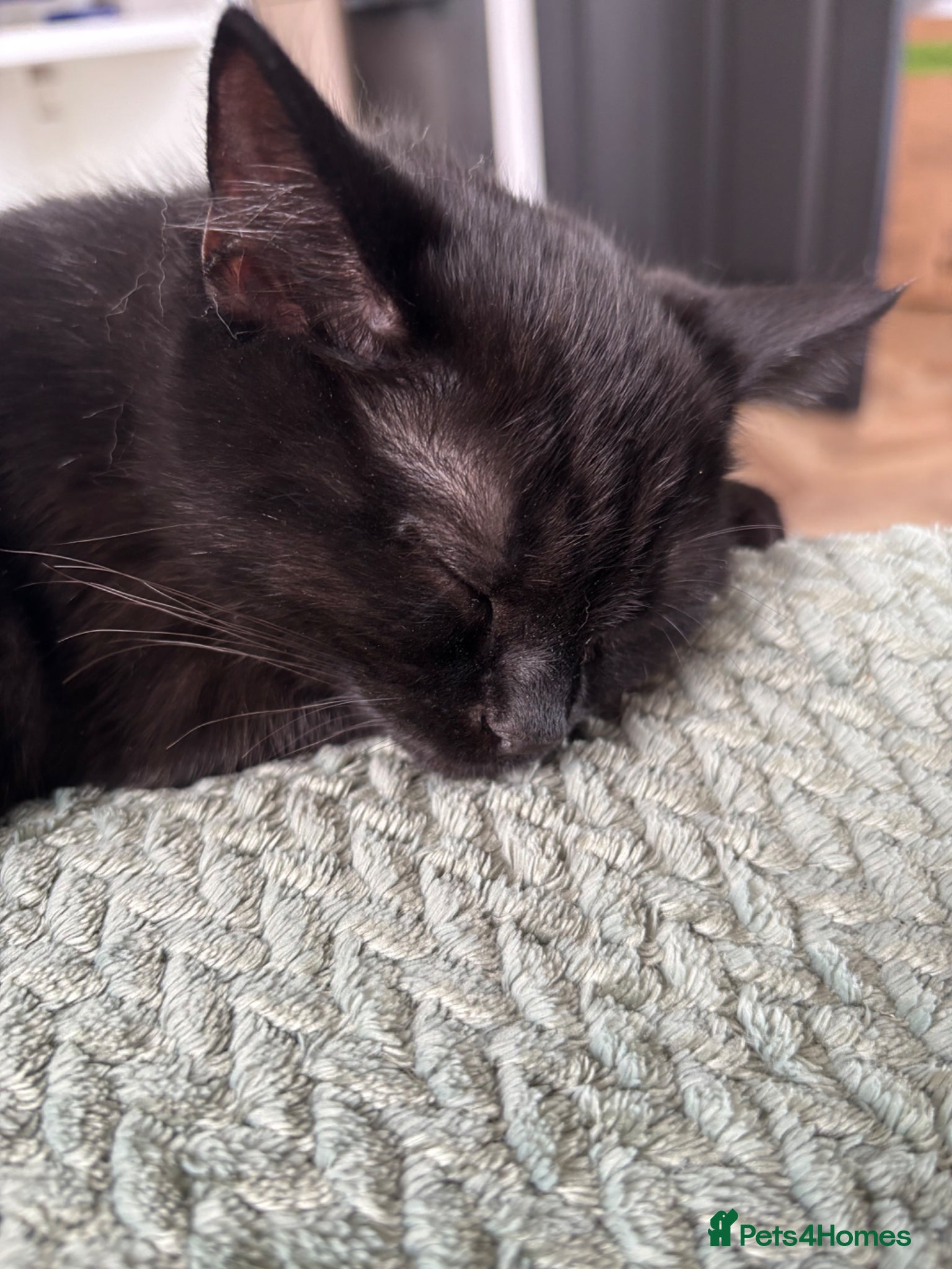 Ragdoll cats for sale: 14 weeks old female half ragdoll Kitten  in Sheffield - Advert 9