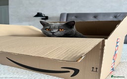 British Shorthair cats for sale: British shorthair female  - Image 6