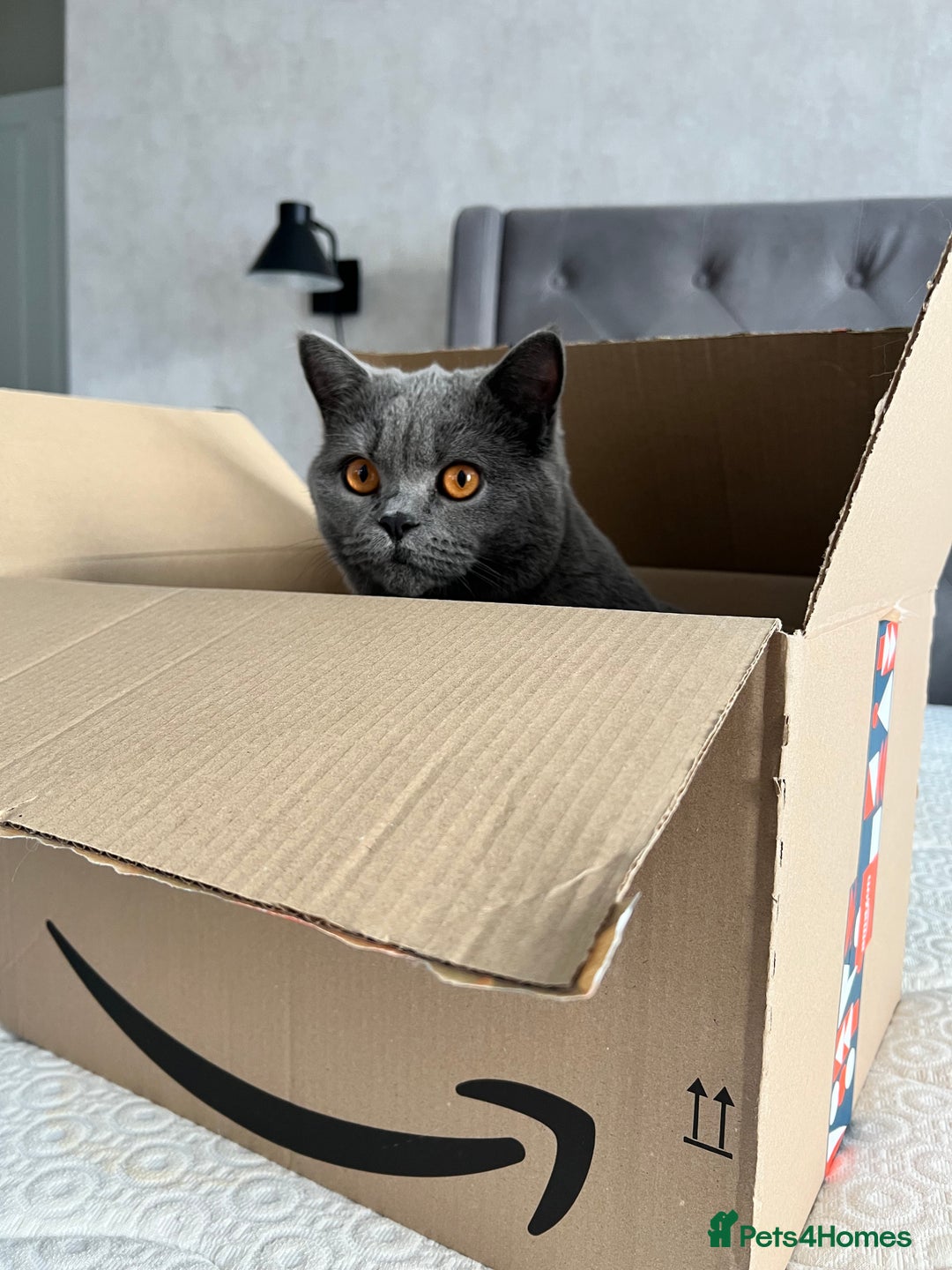 British Shorthair cats for sale: British shorthair female  - Image 6