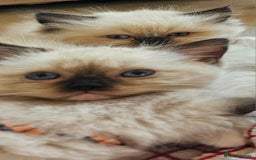 Himalayan cats for sale: Adorable Himalayan Kittens (Both Female) - Image 4