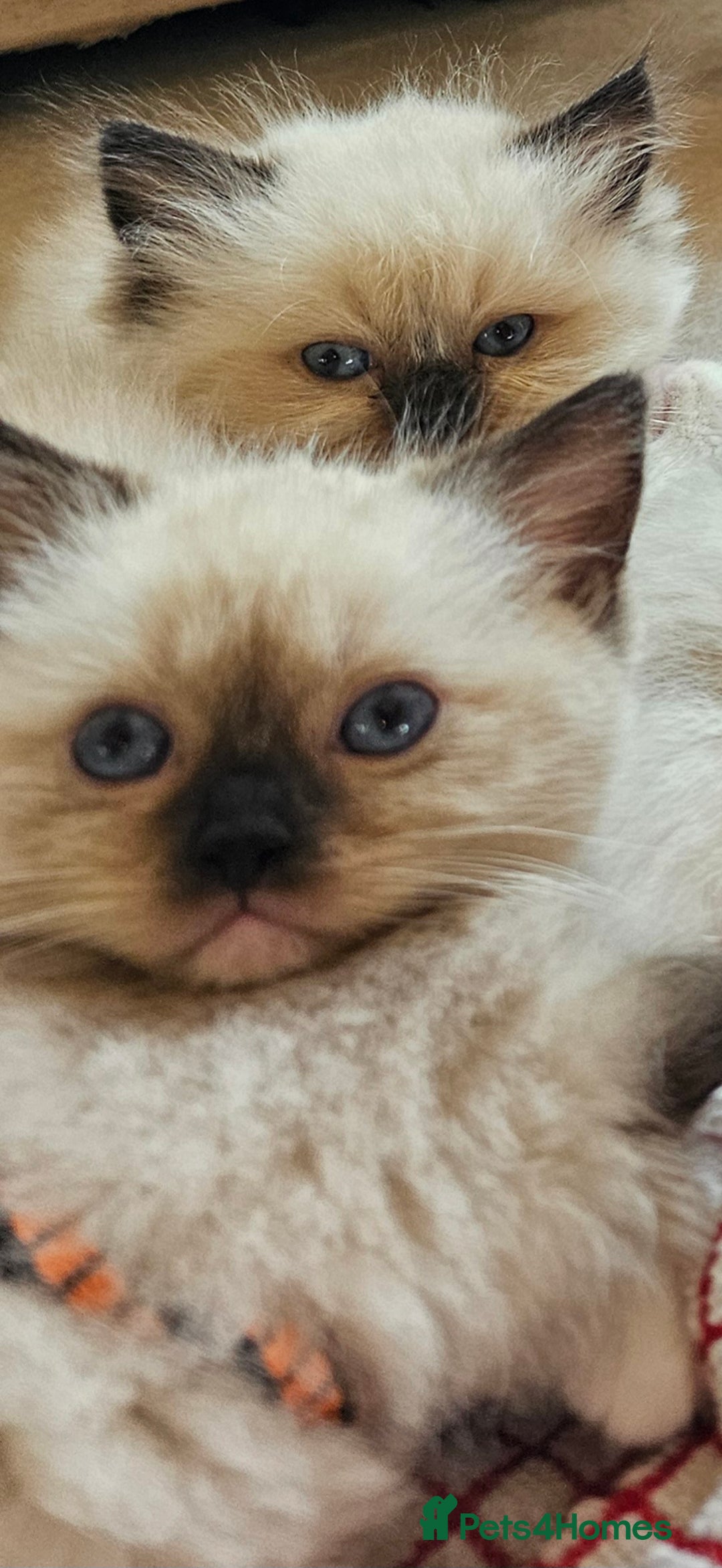 Himalayan cats for sale: Adorable Himalayan Kittens (Both Female) - Image 4