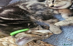 Mixed Breed cats for sale: Few lovely kittens ready for new lovely homes ! - Image 25