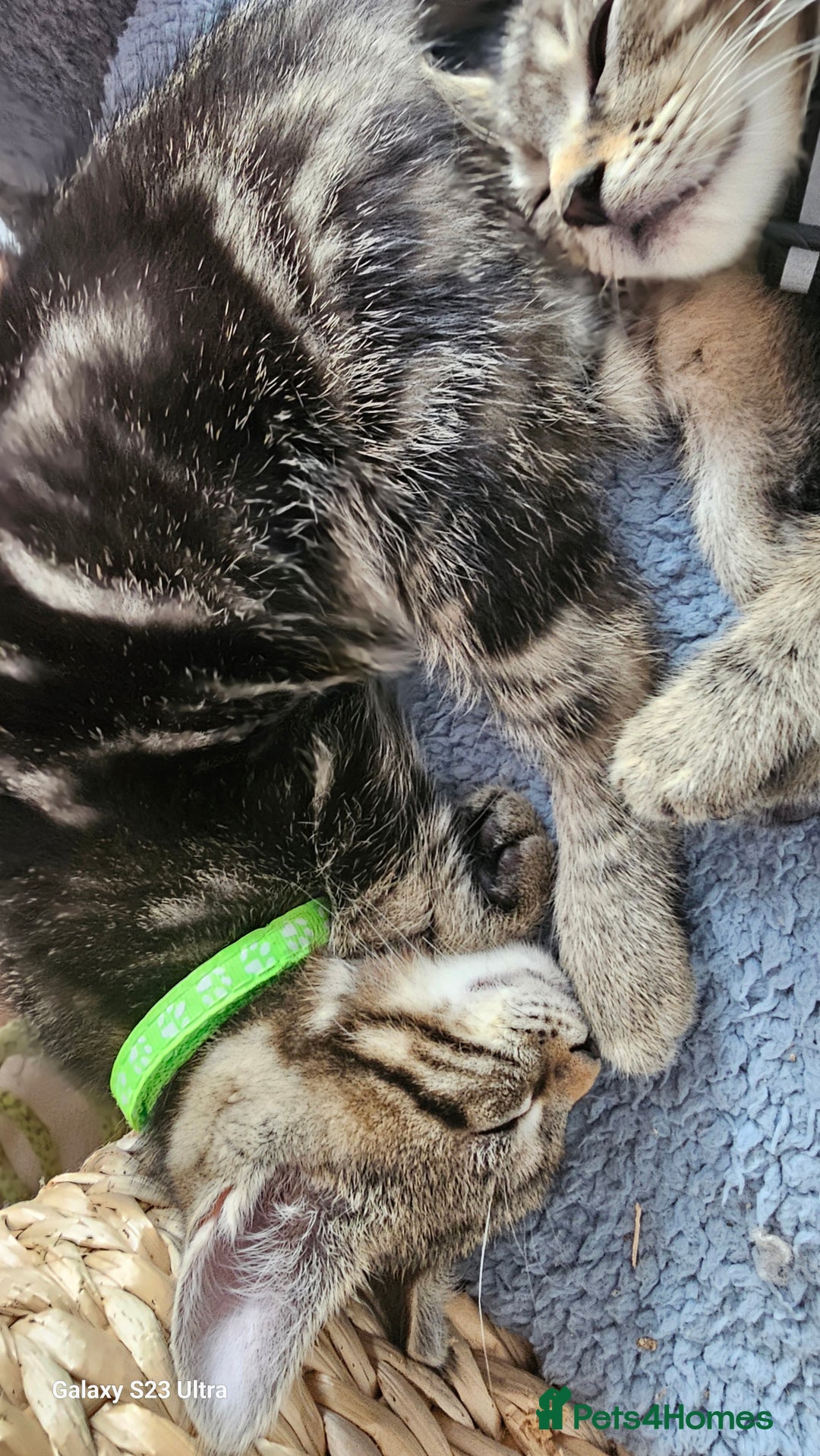 Mixed Breed cats for sale: Few lovely kittens ready for new lovely homes ! - Image 25