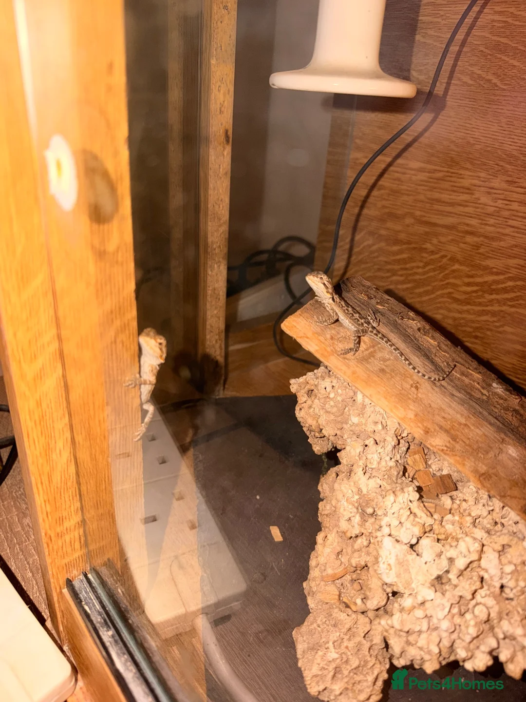 Bearded Dragon reptiles for sale: Baby Bearded Dragons - Advert 5