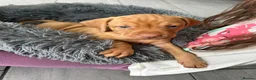 Hungarian Vizsla dogs for sale: Gunfield duel purpose - Exceptional Show & Working - Advert 8