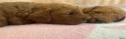 Cavapoo dogs for sale: Beautiful, health tested F1b Cavapoo Puppies - Advert 2