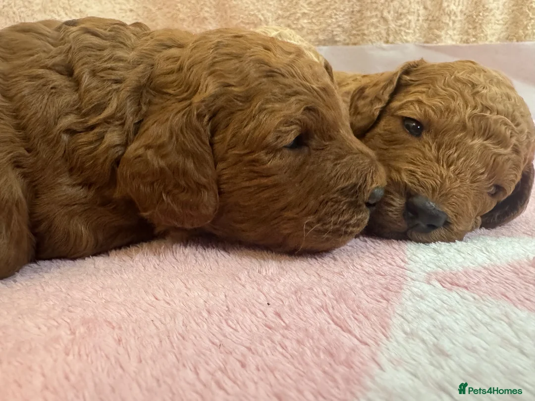 Cavapoo dogs for sale: Beautiful, health tested F1b Cavapoo Puppies - Advert 2
