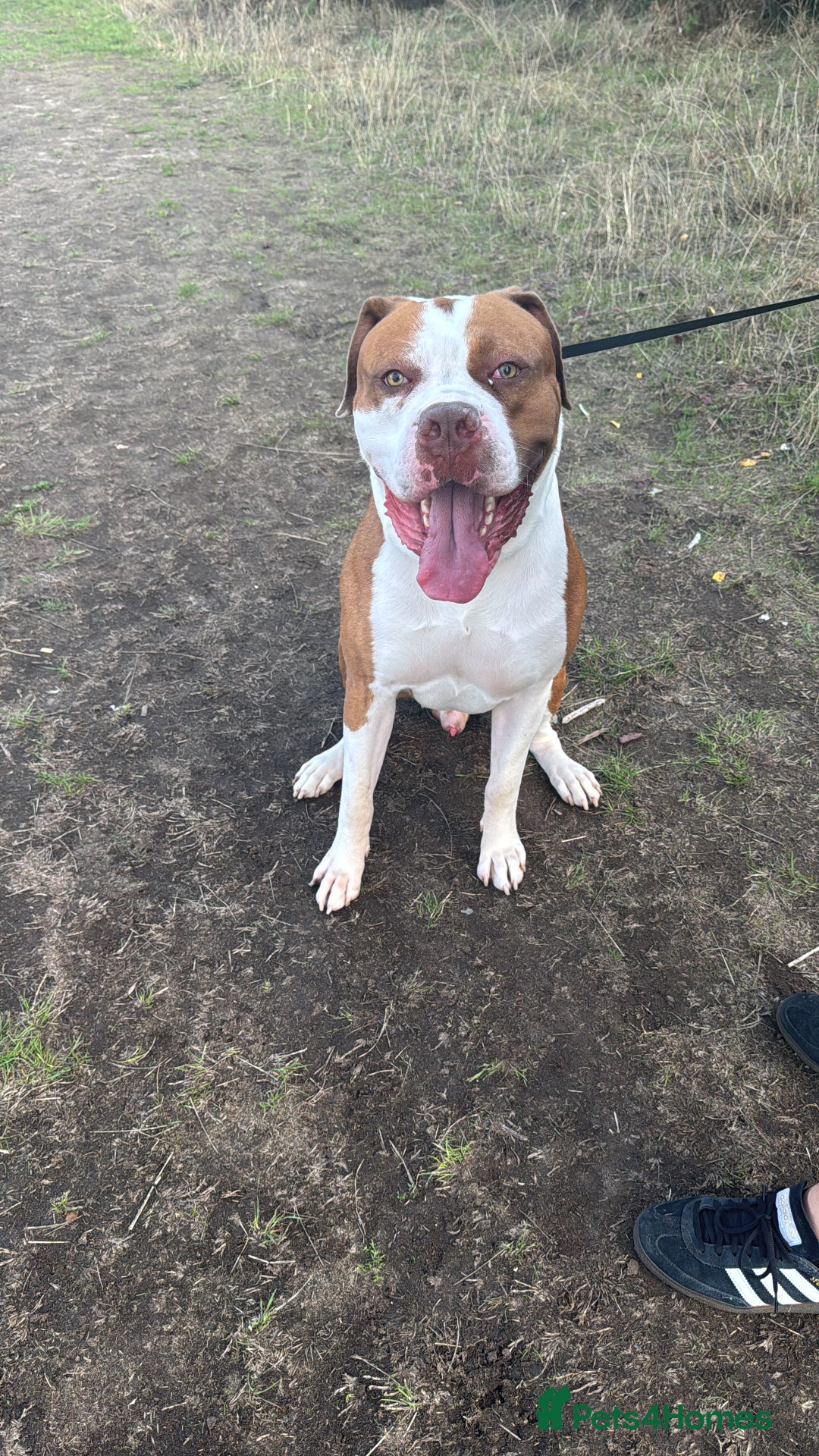 Mixed Breed dogs for sale: Boysie - Advert 30