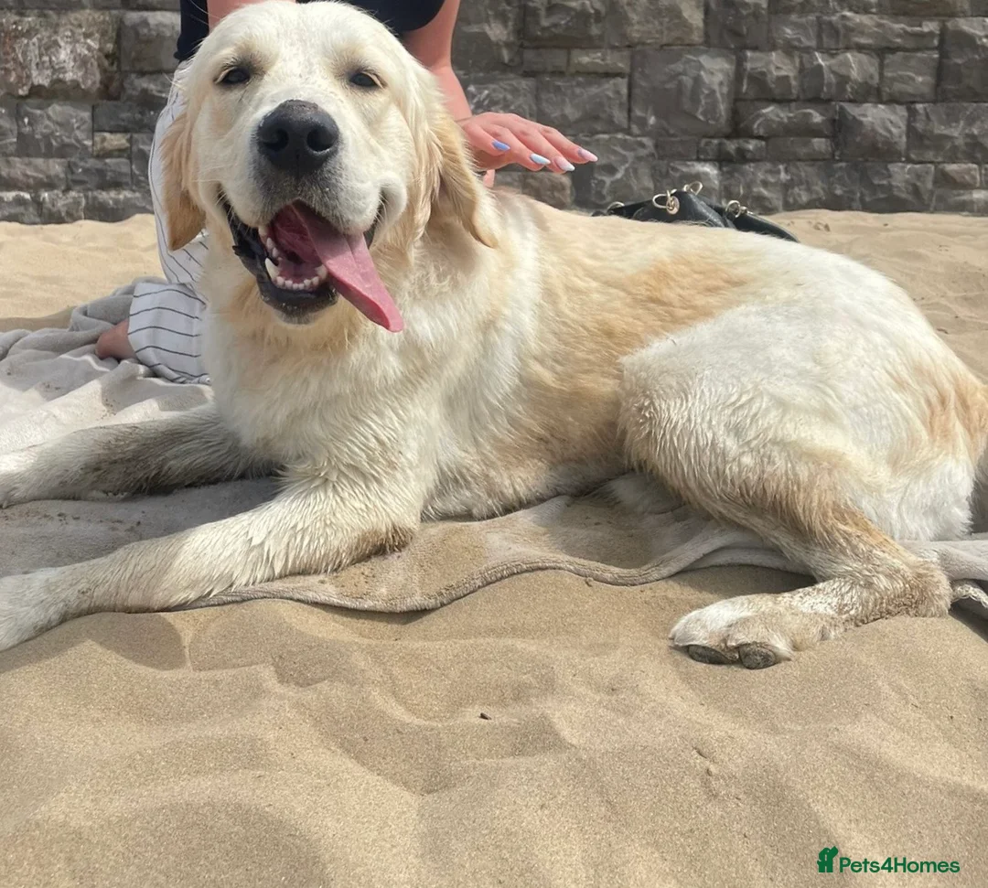 Golden Retriever dogs for stud: Lenny our KC golden retriever ready to stud!  - Advert 2