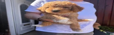 Cavapoo 1