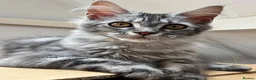 Maine Coon cats for sale: Beautiful GCCF Registered Maine Coon Kittens - Advert 4