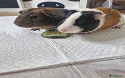 Guinea Pig rodents for sale:  2 Playful Male Guinea Pigs (4 Months)  - Image 5
