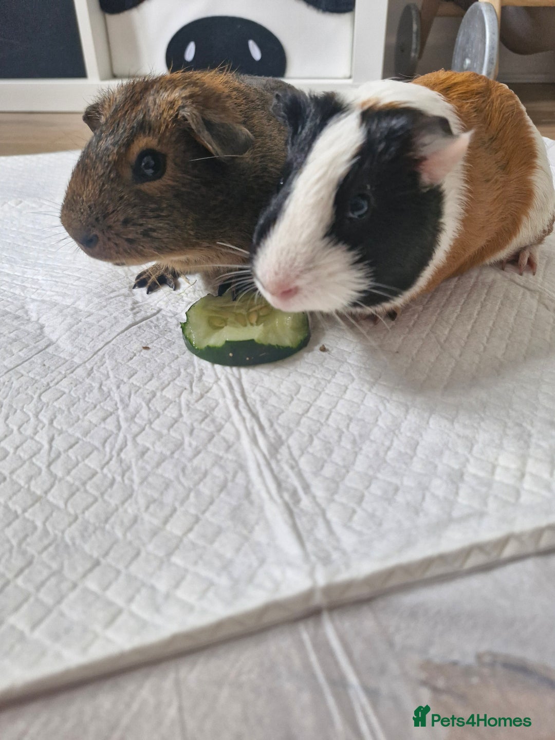 Guinea Pig rodents for sale:  2 Playful Male Guinea Pigs (4 Months)  - Image 5