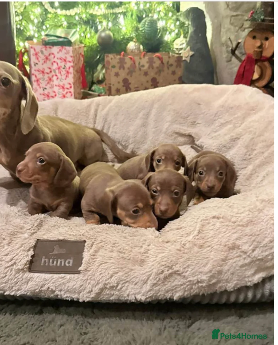 Miniature Dachshund dogs for sale: Beautiful Miniature Puppies - Advert 2