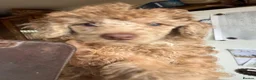 Miniature Poodle dogs for sale: Beautiful choc Merle poodle pups - Advert 11