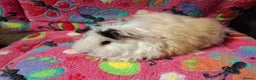 Guinea Pig rodents for sale: Baby Longhaired/ Longhaired Retired Young Adults. - Advert 8