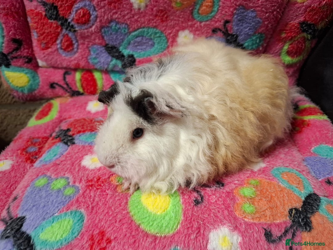 Guinea Pig rodents for sale: Baby Longhaired/ Longhaired Retired Young Adults. - Advert 8
