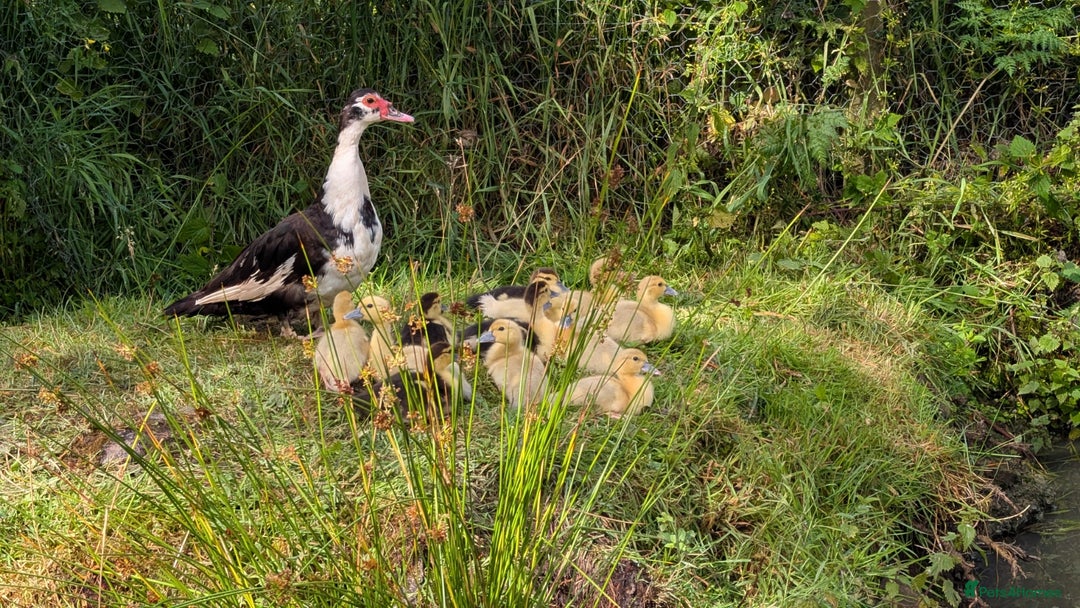 Ducks poultry for sale: Muscovy Ducklings - Image 3