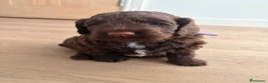 Cockapoo 2