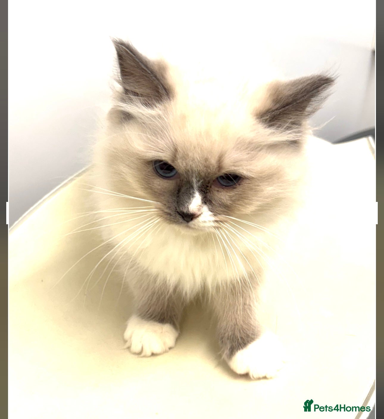 Ragdoll cats Beautiful blue mitted girl  - Advert 13