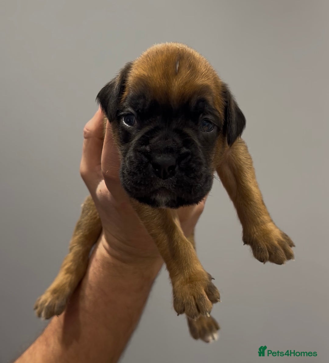 Boxer dogs for sale: 9 Beautiful Boxer Puppies - Pet Only  - Advert 14