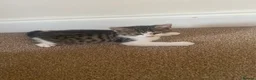 British Shorthair cats for sale: Kittens  - Advert 9