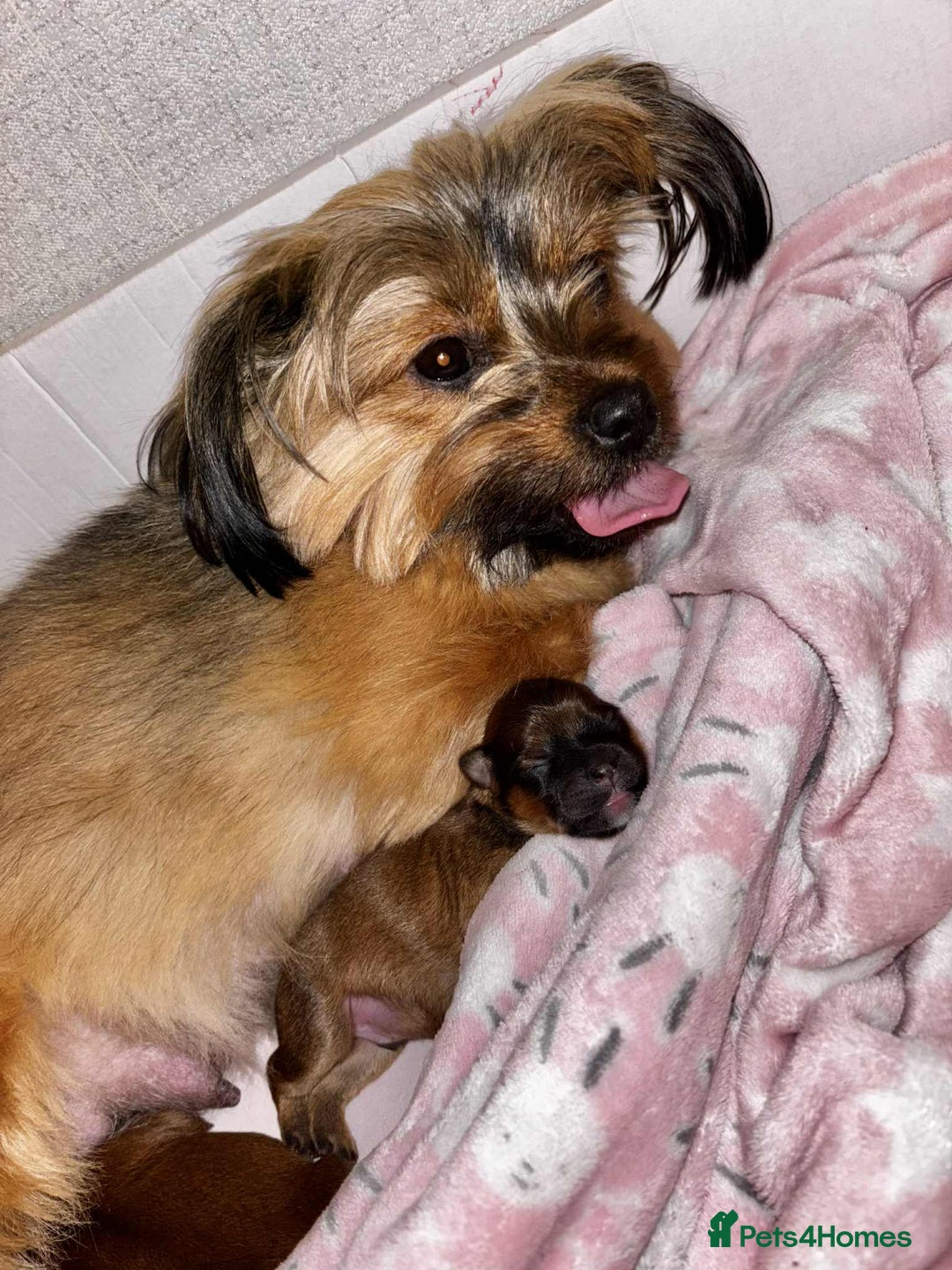 Mixed Breed dogs for sale: Lhasa-apso x Pomeranian pups - Advert 4