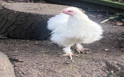 Chickens poultry for sale: Silkie cross cockerel   - Image 2
