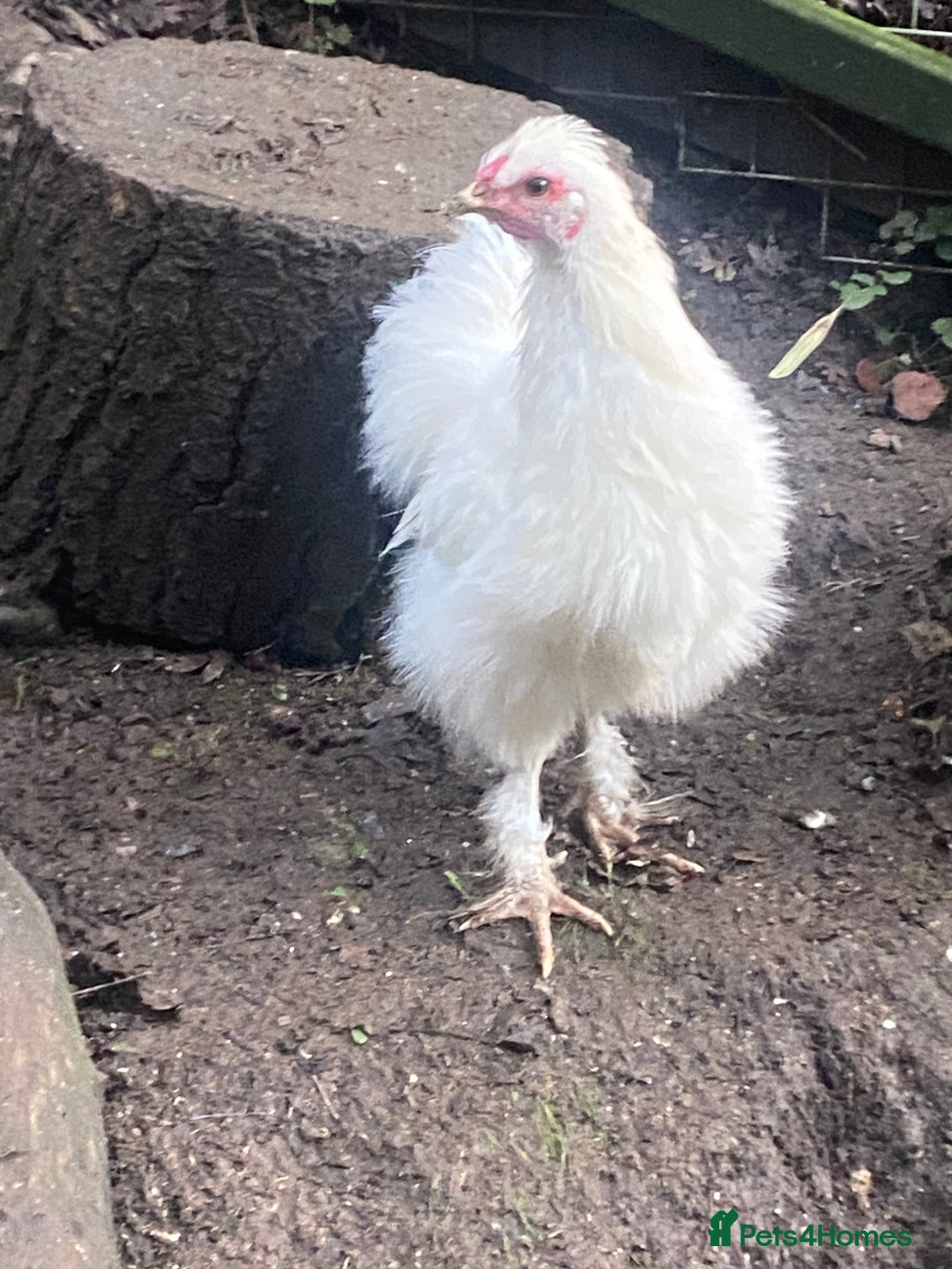 Chickens poultry for sale: Silkie cross cockerel   - Image 2