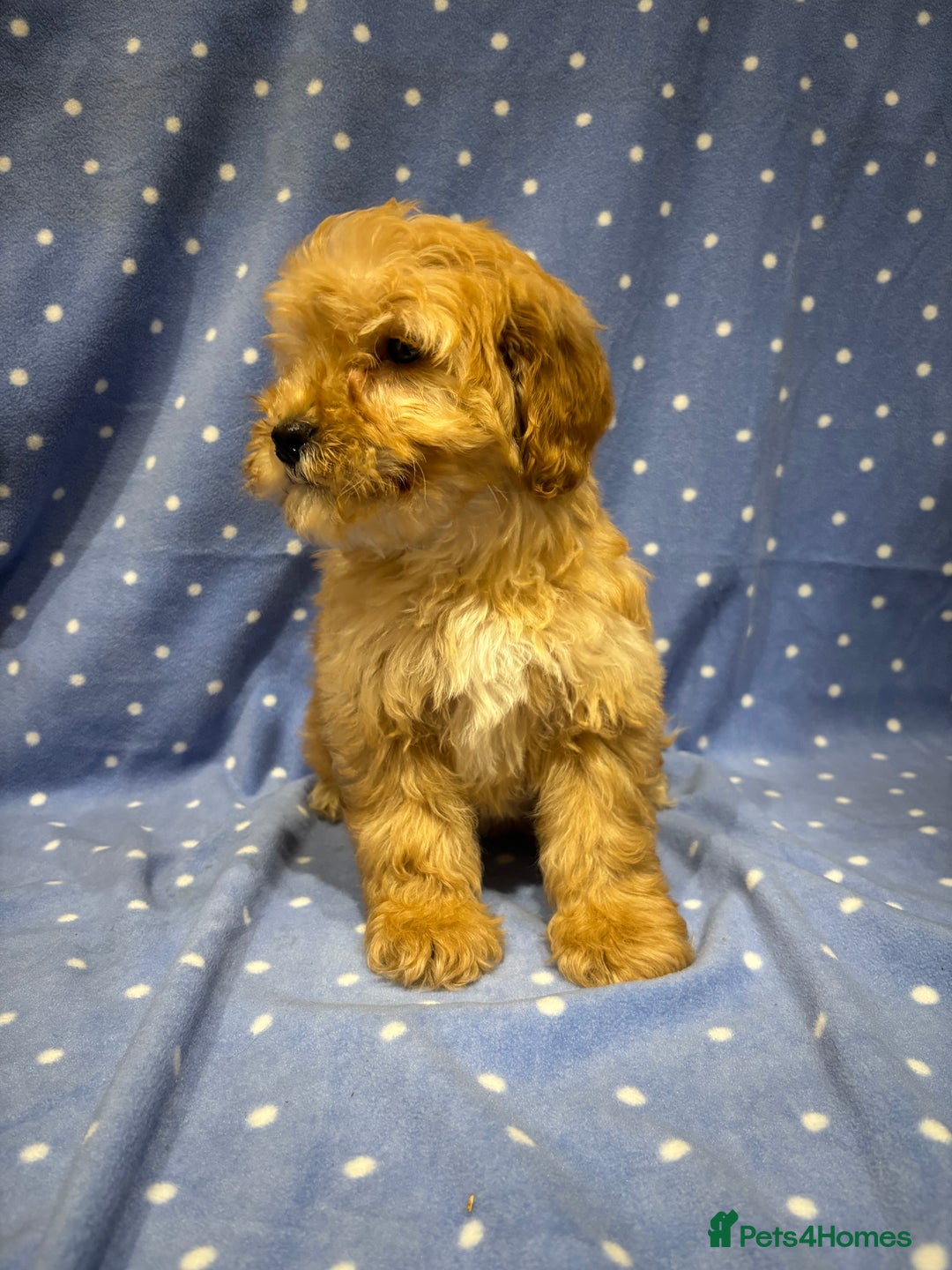 Cockapoo dogs for sale: FULLY HEALTH TESTED COCKERPOOS  - Advert 4