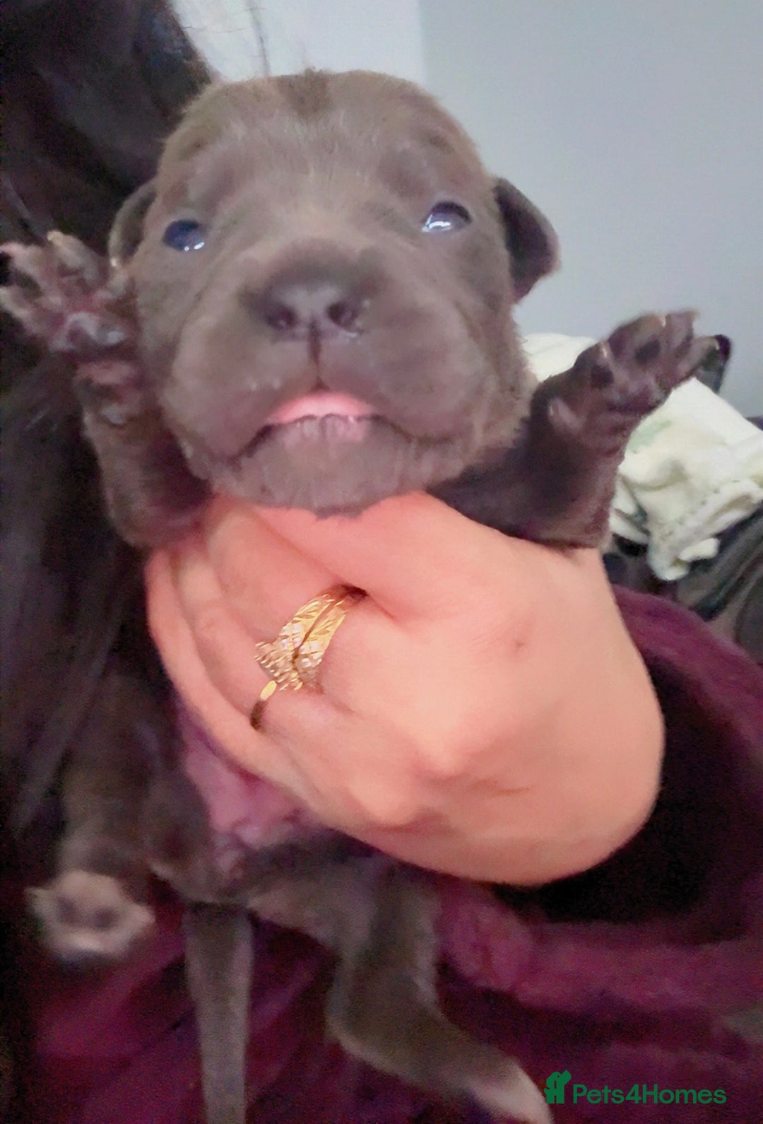 Cane Corso dogs for sale: Cane corso puppies, beautiful litter. - Advert 4