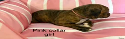 Staffordshire Bull Terrier dogs for sale: Stunning litter of Staffies  - Advert 27