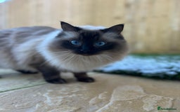 Ragdoll cats for sale: Loving Home Needed for Our Dear Cat, Nina - Image 9