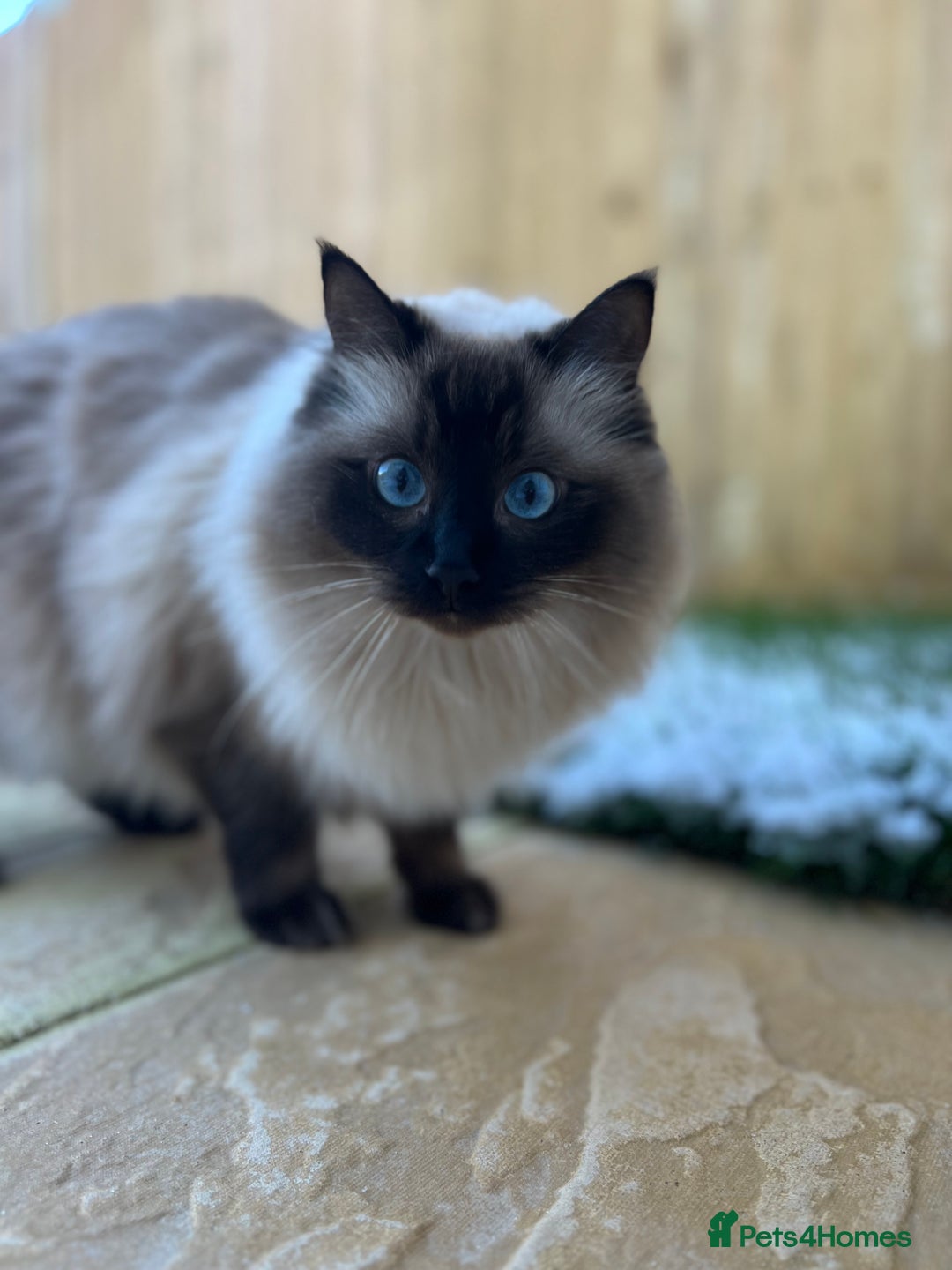 Ragdoll cats for sale: Loving Home Needed for Our Dear Cat, Nina - Image 9